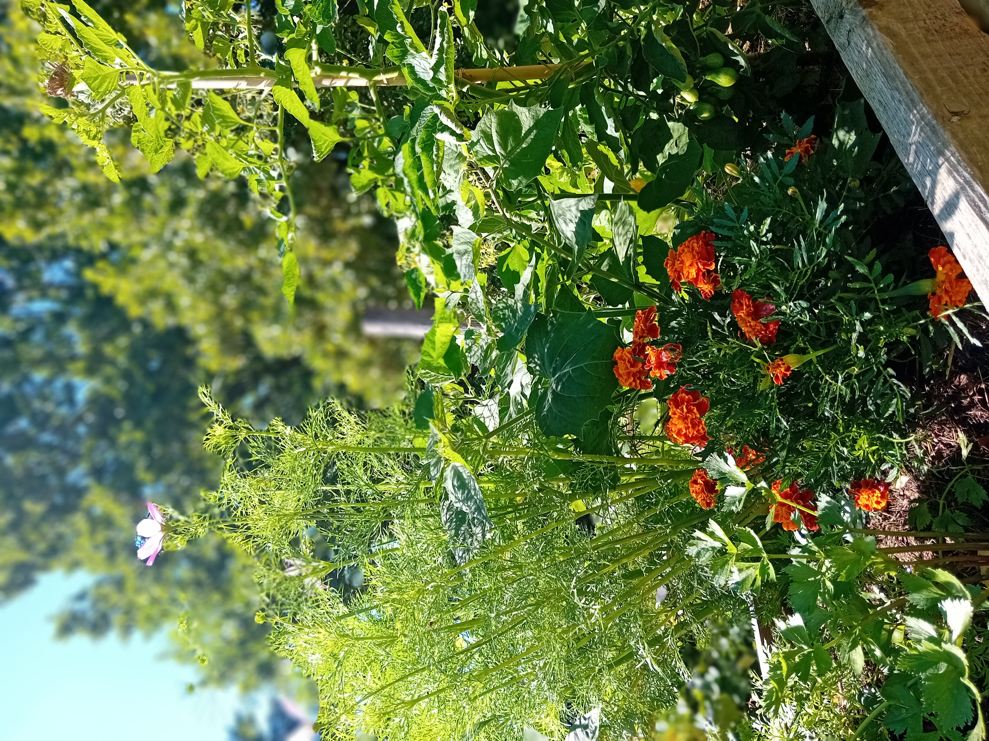 krasuÄ¾ka, aksamestnica.jpg